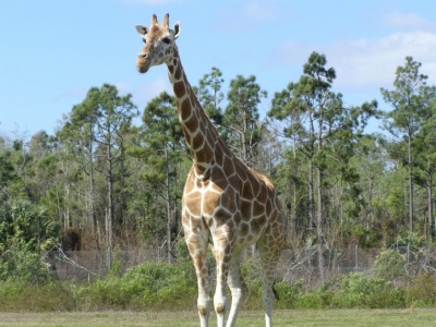 Image of giraffe